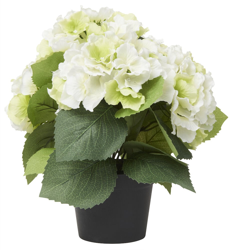 Krukväxt Hortensia Naturtroget utseende